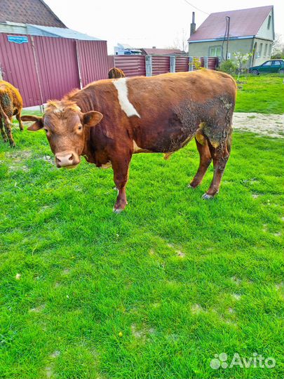 Корова дойная