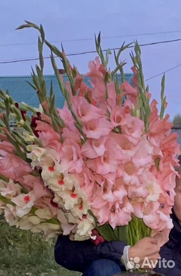 Гладиолусы букет свежий срез