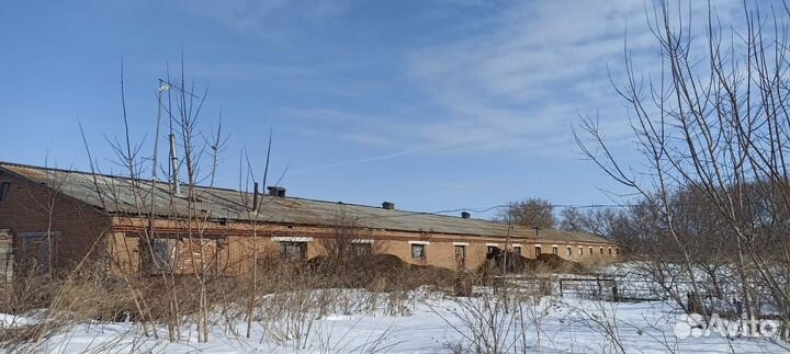 Фермерское хозяйство, крупнорогатый скот