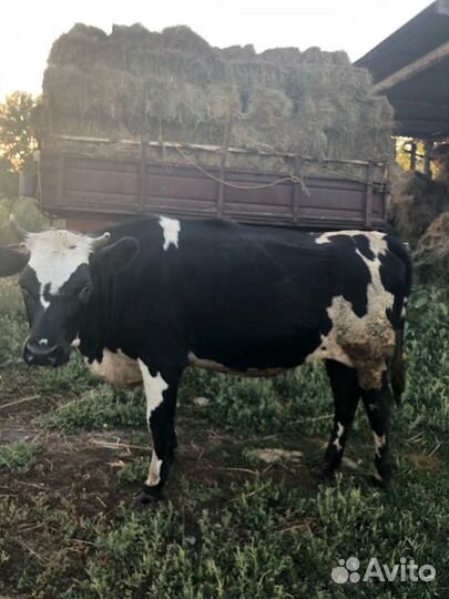 Тёлка полуторка