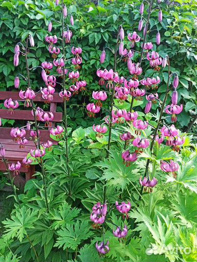 Лилия мартагон