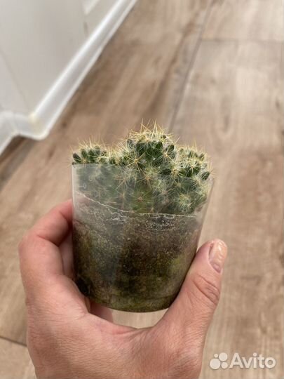 Кактус маммилярия