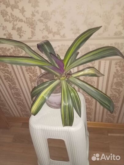 Рео пестролистный