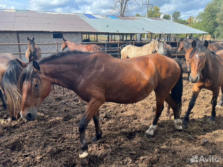 Продам лошадей