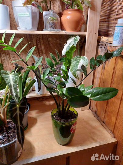 Замиокулькасы