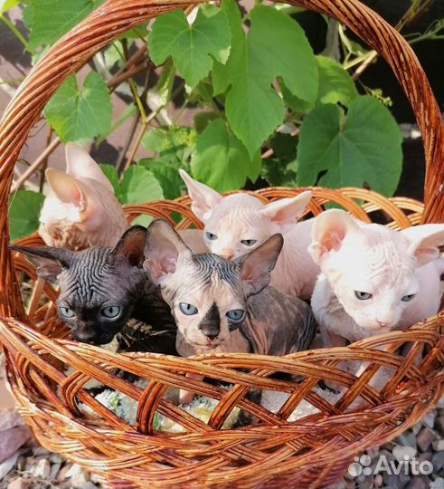 Канадский сфинкс