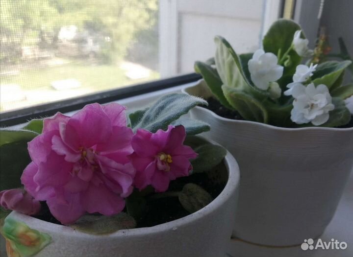 Фиалки (детки)