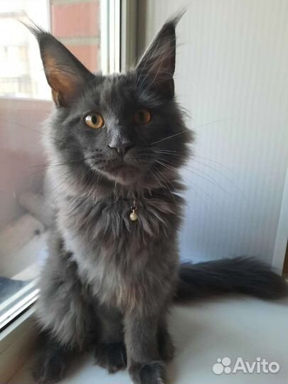 Кот на вязку