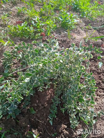 Саженцы растений из своего сада