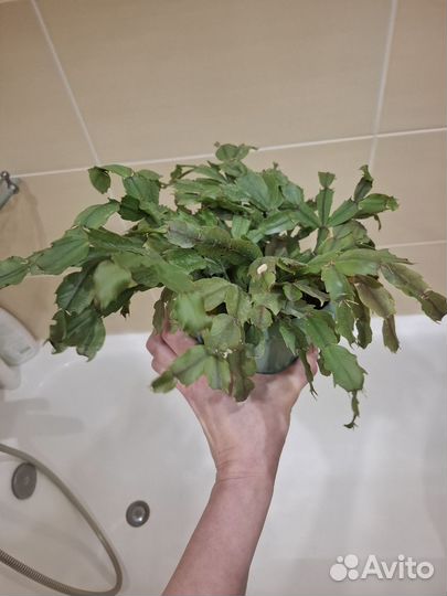 Декабрист шлюмбергера