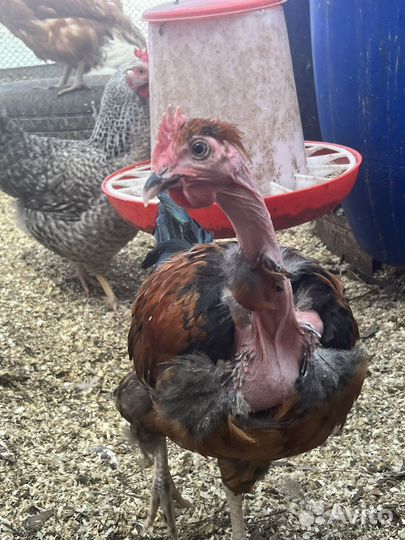 Петух голошейный