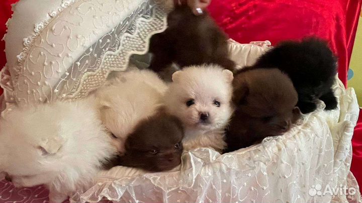 Шпицы мишки мини