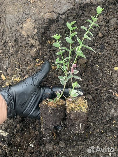 Укорененные черенки кустарников, многолетников