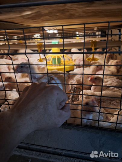 Цыплята домашние в небольшом количестве разные