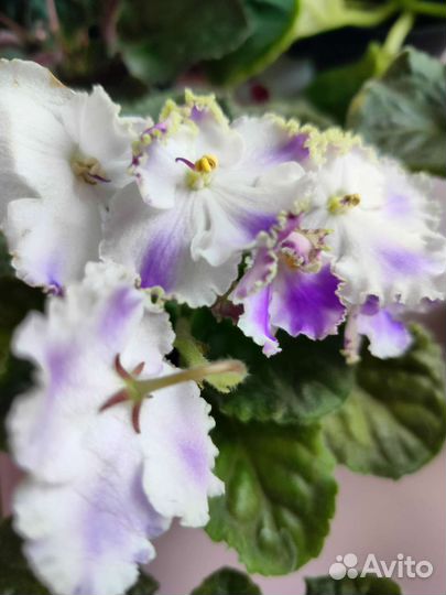 Сортовые фиалки