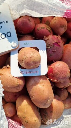 Картофель красный