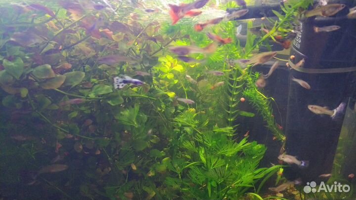 Рыбки гуппи, креветки Черри, травка для аквариума