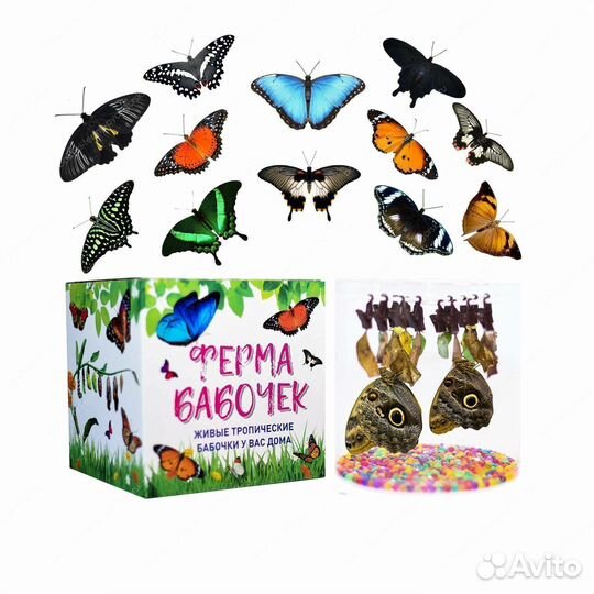 Детская Миниферма Тропических бабочек д/ф-4