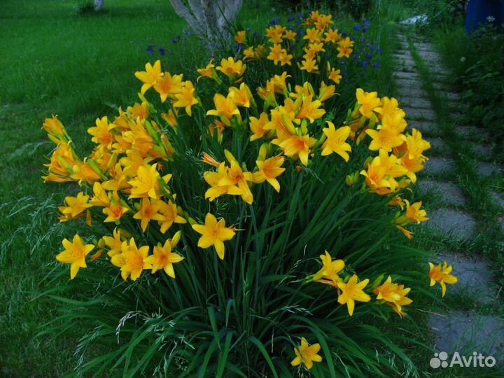 Лилейник оранжевый и жёлтый, хоста