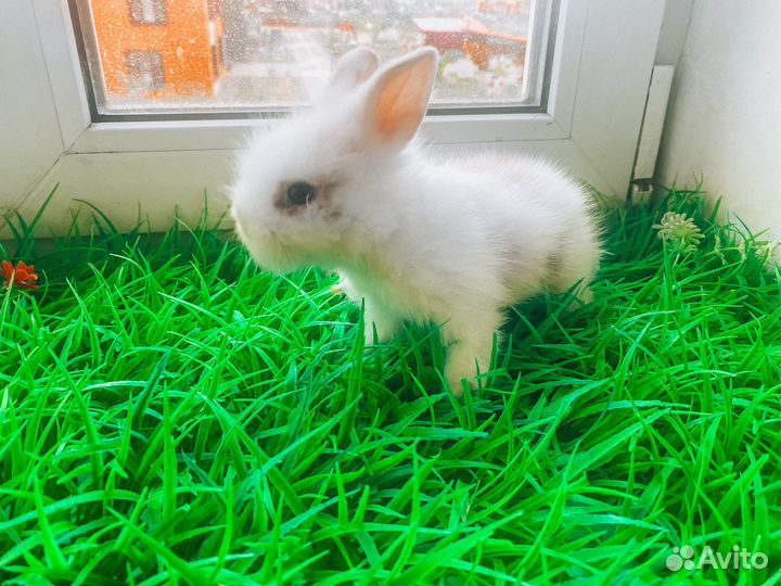 Карликовый кролик - самый маленький