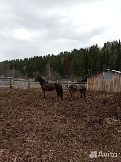 Жеребец и кобыла орловский рысак