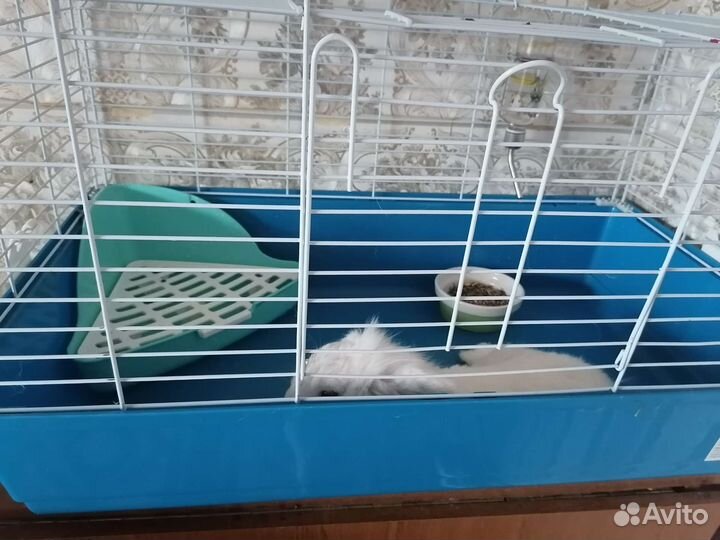Кролик+клетка