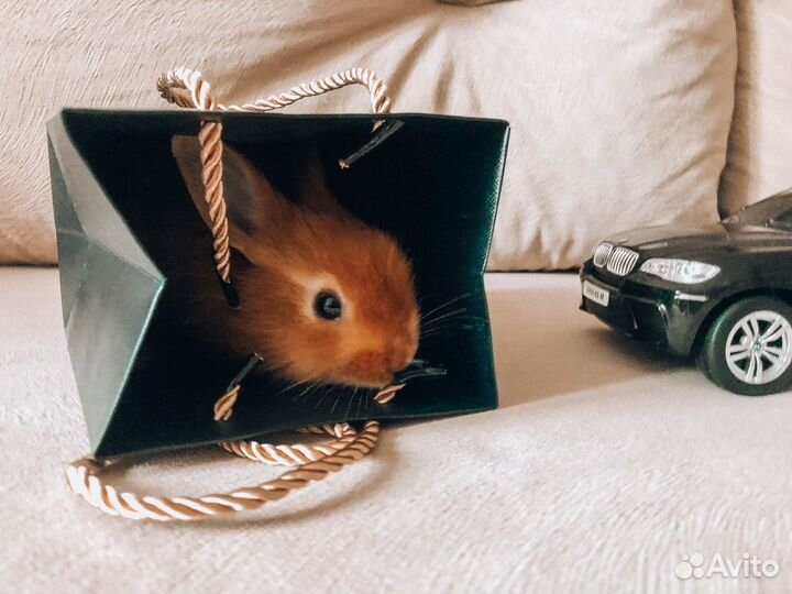 Мини карликовый кролик - рыжий, очень редкий