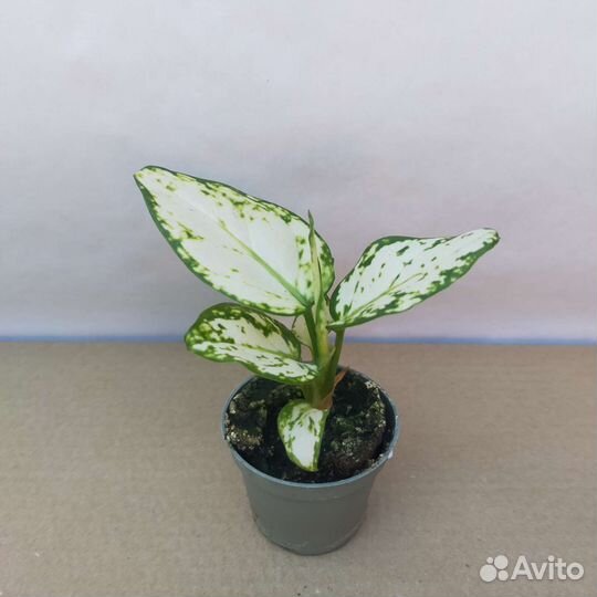 Аглаонемы разных сортов