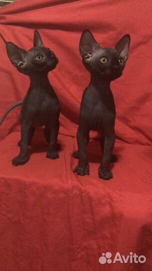 Канадские мальчишки