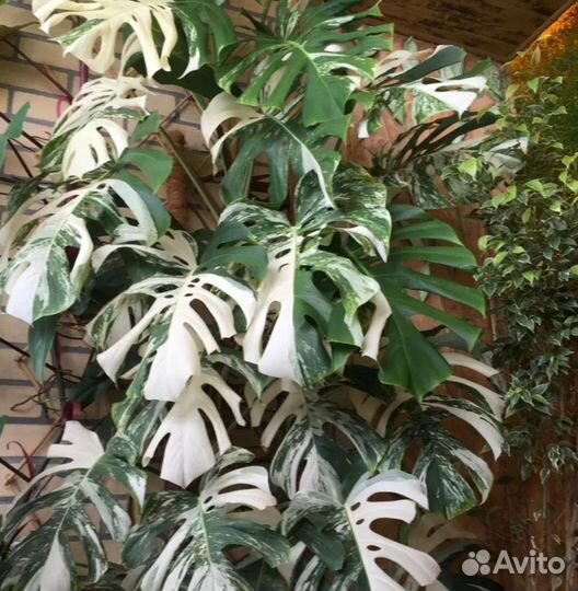 Монстера вариегатная альба