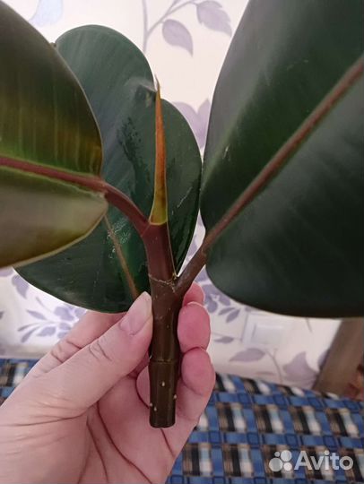 Фикус каучуконосный