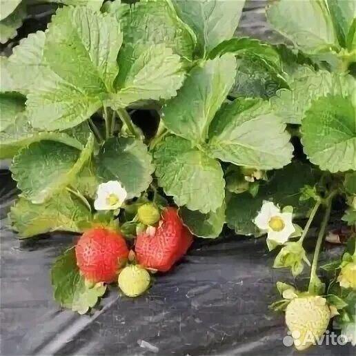 Клубника Амулет саженцы