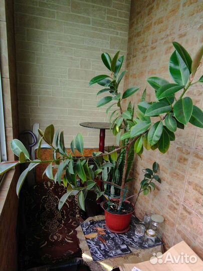 Цветы комнатные