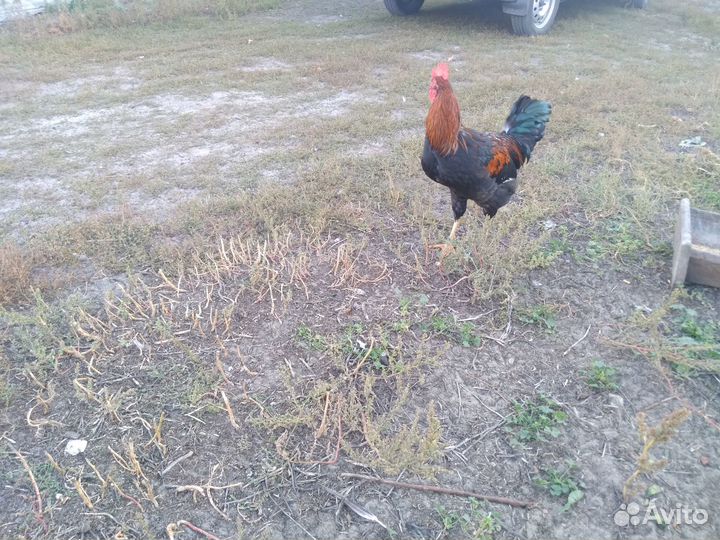 Молодые петушки