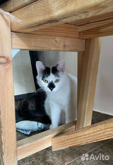 Игривый котик Фрам в добрые руки