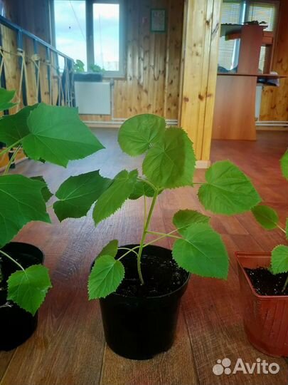 Саженцы павловнии