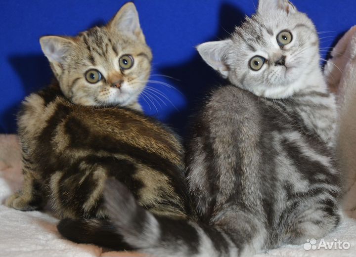 Мрамор на серебре и на золоте