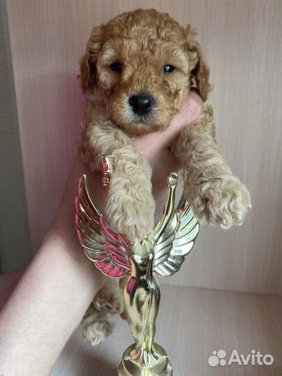 Мальтипу mini