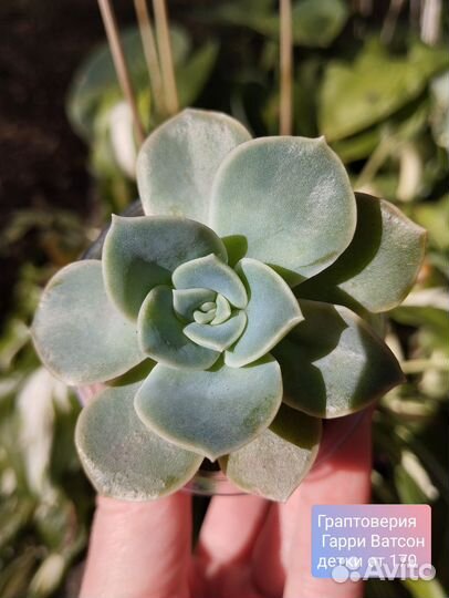 Суккуленты 7