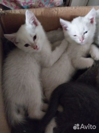 Котики беленькие