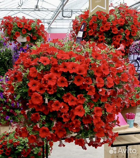 Петуния ампельная каскадная Тайдал Ред,Сильвер