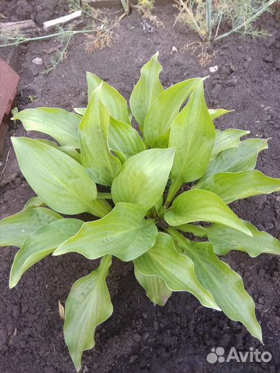 Хоста растение для сада