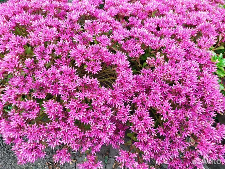 Очиток желтый и розовый, почвопокровник