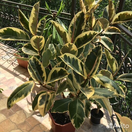 Фикус белиз