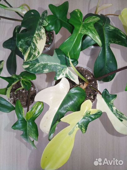 Филодендрон