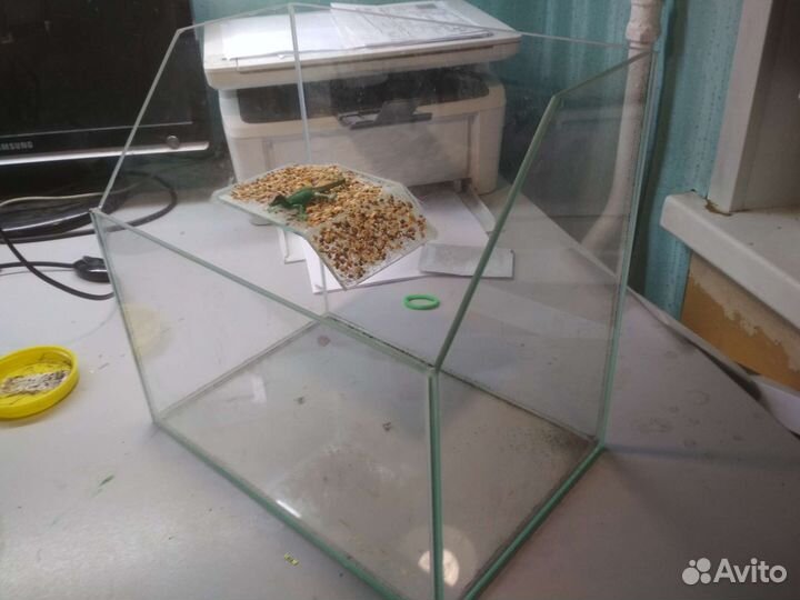 Аквариум или терариум