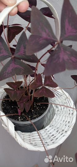 Кислица фиолетовая или оксалис в горшке 0.75 л