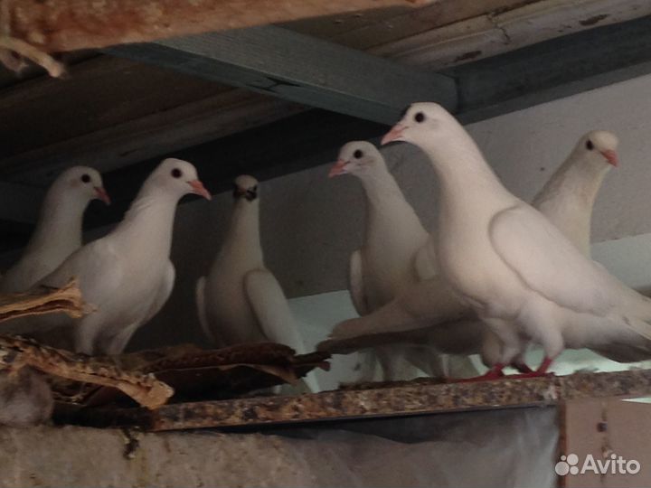 Голуби бакинцы