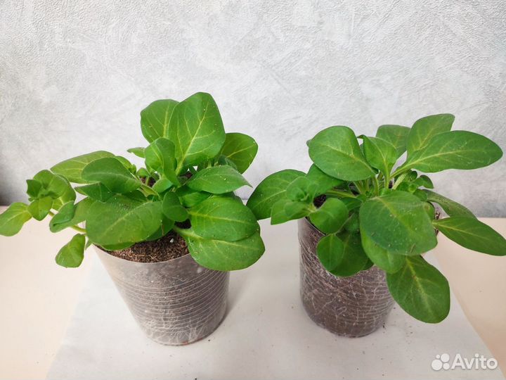 Рассада петунии