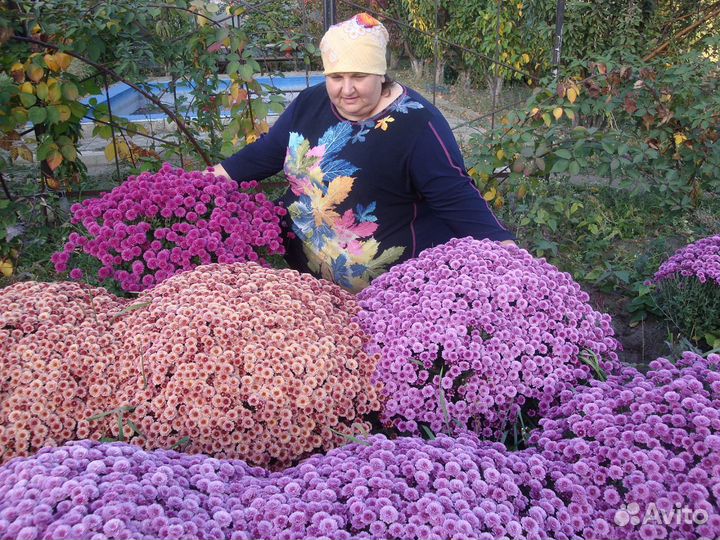 Хризантемы